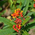 Asclepias curasavica 'Red Butterfly'